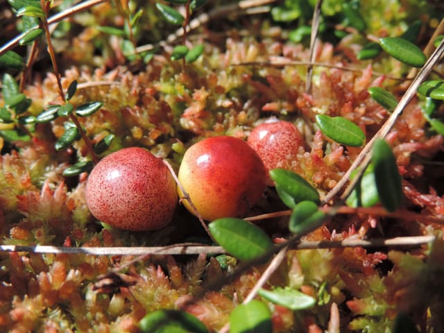 Chlepfibeeri aus dem Chlepfibeerimoos zwischen Aeschi Chlepfibeeri aus dem Chlepfibeerimoos zwischen Aeschi