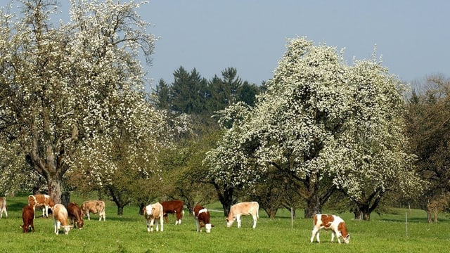 Blühende Hochstammbäume Blühende Hochstammbäume