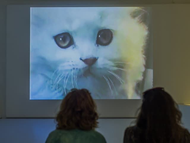 Auf einer Leinwand erscheint eine weisse Katze. Davor sitzen zwei Personen und schauen zu. Auf einer Leinwand erscheint eine weisse Katze. Davor sitzen zwei Personen und schauen zu.