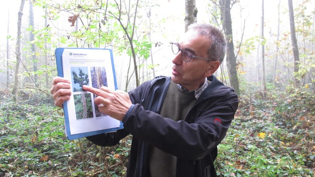 Bruno Schmid erklärt auf einem Bild das Eschensterben. Bruno Schmid erklärt auf einem Bild das Eschensterben.