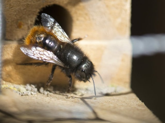 Wildbiene vor Schlupfloch Wildbiene vor Schlupfloch