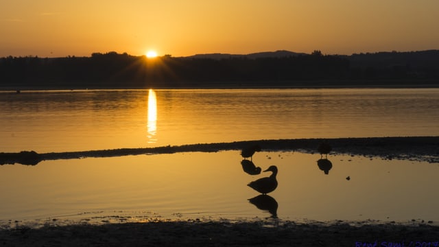 Sonnenaufgang über dem Greifensee, alles in Gold getaucht. Sonnenaufgang über dem Greifensee, alles in Gold getaucht.