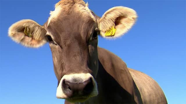 Trächtige Kühe im Schlachthof: Wiederholungstäter härter anpacken