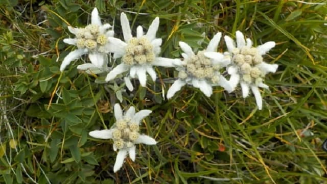 Edelweiss Edelweiss