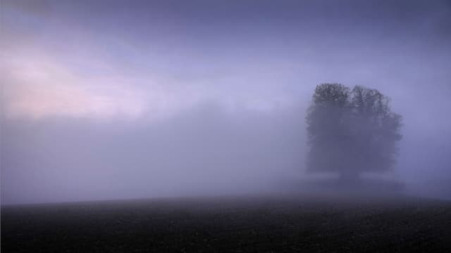 Linde von Linn im Nebel. Linde von Linn im Nebel.