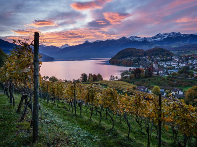 Weinberg in der Morgendämmerung an einem See mit Blick auf Berge. Darüber rosa Wolken.