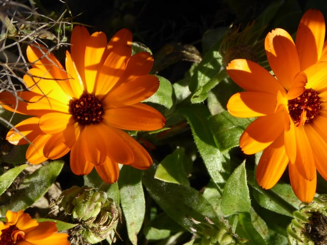 Eine orange Blume.