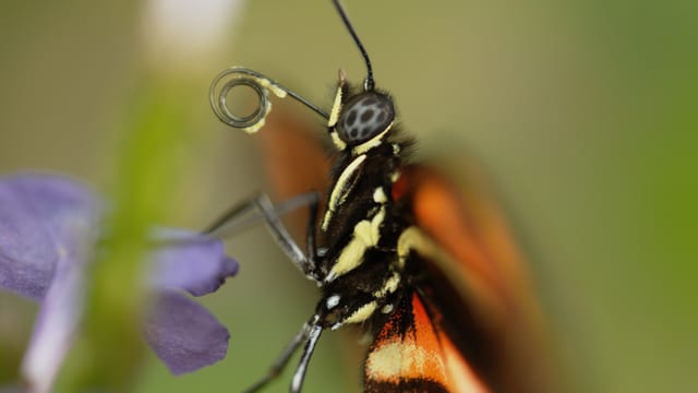 Video «Wunderwesen Schmetterling» abspielen Video «Wunderwesen Schmetterling» abspielen