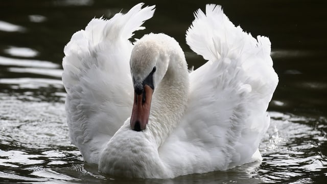 Ein Schwan auf einem Hallwilersee. Ein Schwan auf einem Hallwilersee.