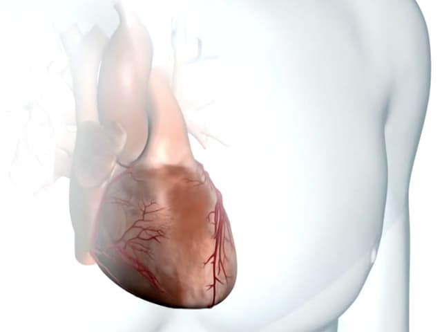 Grafische Darstellung des menschlichen Herzens