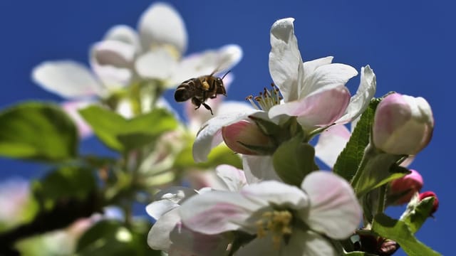 Biene bestäubt weisse Blume. Biene bestäubt weisse Blume.
