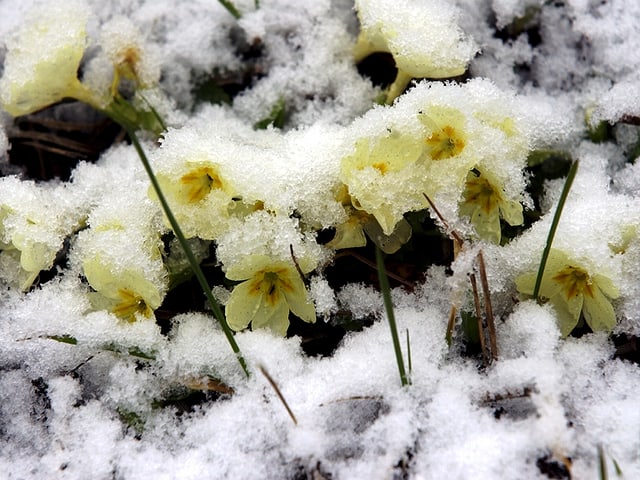 Gelbe Primeli und einer dünnen, nassen Schneedecke. Gelbe Primeli und einer dünnen, nassen Schneedecke.
