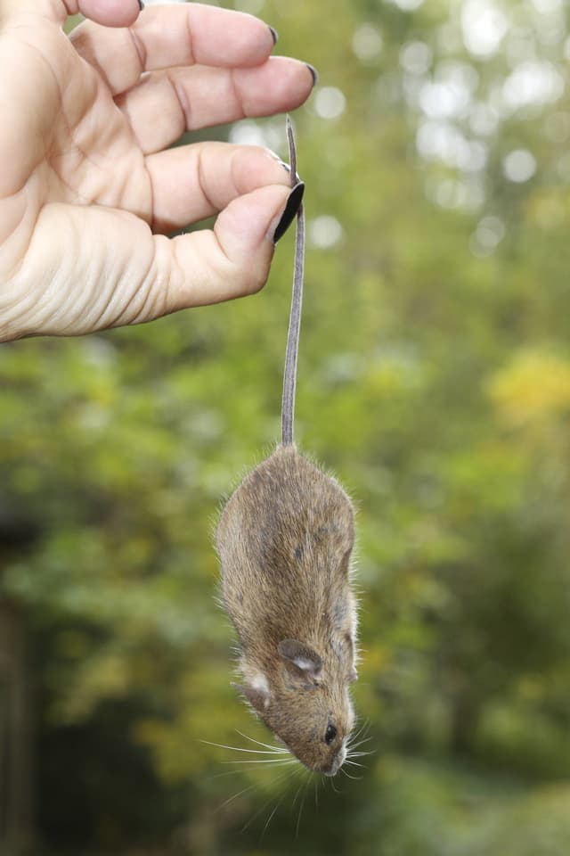 Hand hält Maus am Schwanz Hand hält Maus am Schwanz