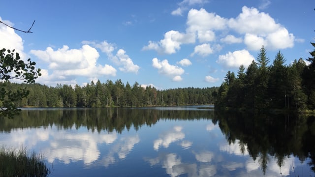Bild vom Etang de la Gruère Bild vom Etang de la Gruère
