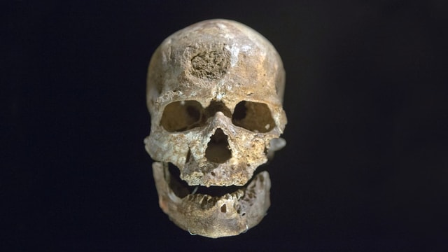 Schädel Homo sapiens Schädel Homo sapiens
