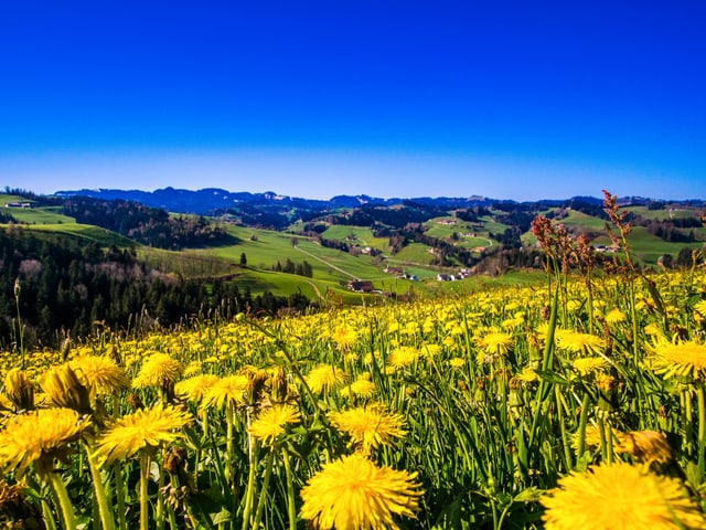 Löwenzahn im Vordergrund und wolkenloser Himmel im Hintergrund.