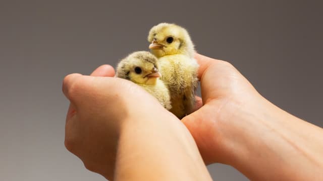 Zwei Küken in den Händen eines Menschen Zwei Küken in den Händen eines Menschen