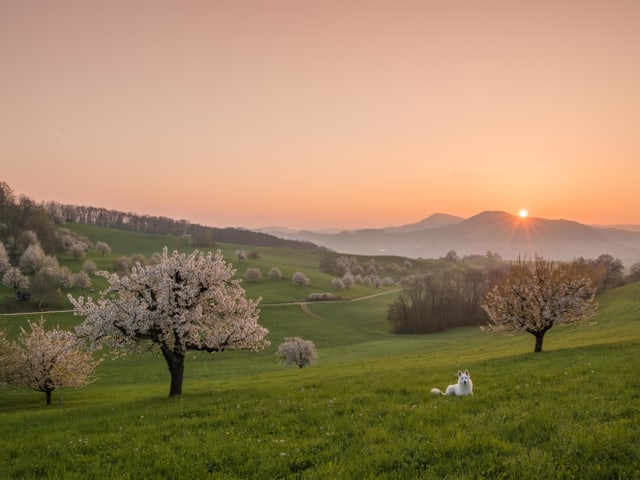 Der Sonnenaufgang verfärbt den Himmel rötlich. Im Vordergrund eine grüne Wiese mit blühenden Kirschbäumen.