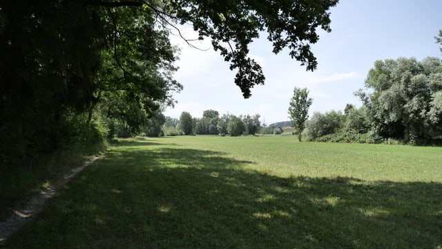 Wiese Wiese