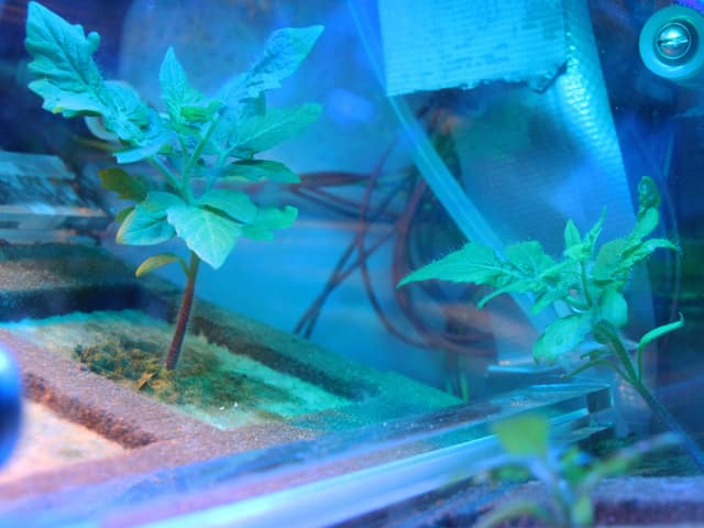 Zwei Tomatenpflanzen in einem Experiment unter einer Verglasung. Zwei Tomatenpflanzen in einem Experiment unter einer Verglasung.