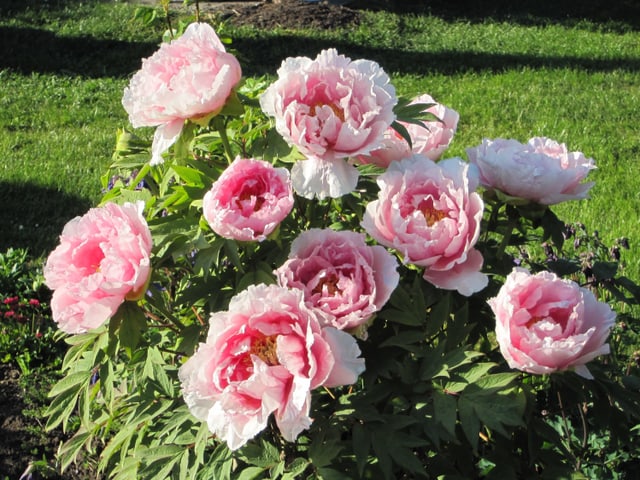 Ein Strauch mit rosa Pfingstrosen.