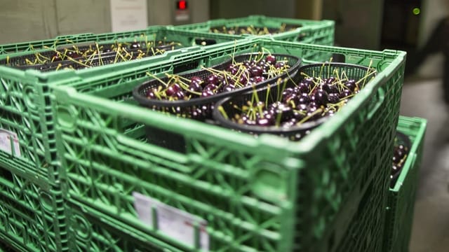 Grüne Plastikkisten, gefüllt mit Kirschen Grüne Plastikkisten, gefüllt mit Kirschen