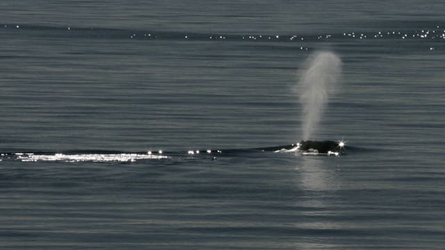Grönlandwal: Klang 1