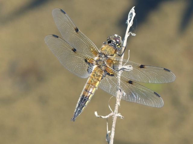 Libelle