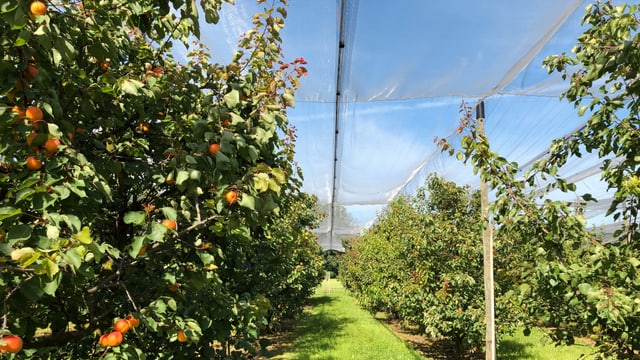 Aprikosenbäume unter einer Plastikfolie Aprikosenbäume unter einer Plastikfolie