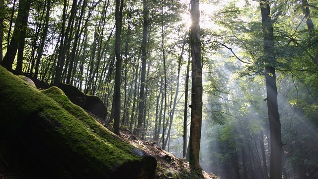 Video «Geheimnis Wald» abspielen Video «Geheimnis Wald» abspielen