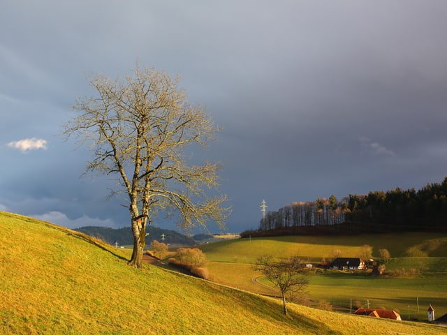 Grün-gelb scheinende Wiese während einer kurzen Aufhellung. Der Himmel ist immer noch dunkel. Grün-gelb scheinende Wiese während einer kurzen Aufhellung. Der Himmel ist immer noch dunkel.