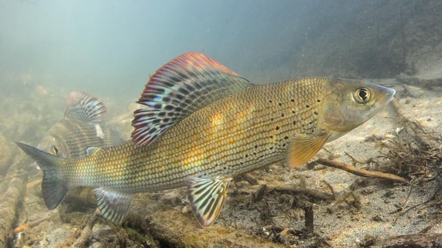 Zwei Fische im Wasser Zwei Fische im Wasser