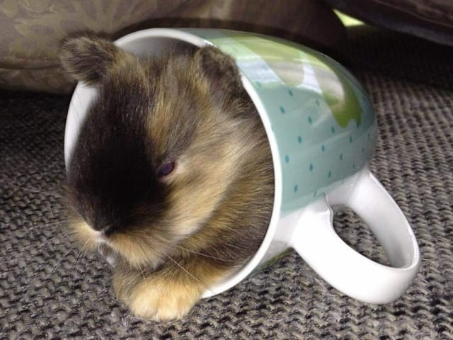 Ein Zwerghase in einer Tasse.