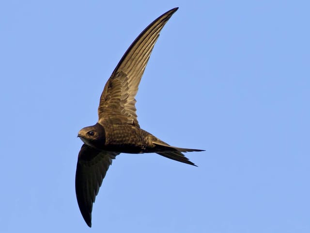 Mauersegler fliegt durch die Luft.