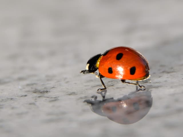 Grosser roter Käfer mit schwarzen Punkten auf den Flügeln.