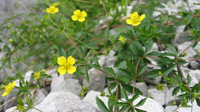 Auch auf Geröll heimisch: Die Blutwurz zählt zur Familie der Rosengewächse. Auch auf Geröll heimisch: Die Blutwurz zählt zur Familie der Rosengewächse.