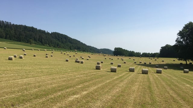 In den letzten Tagen gab es optimales Heu- und Erntewetter. In den letzten Tagen gab es optimales Heu- und Erntewetter.