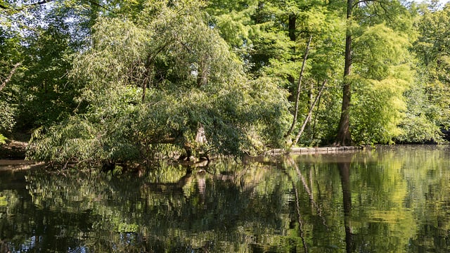 Blick auf einen Weiher in den Langen Erlen Blick auf einen Weiher in den Langen Erlen