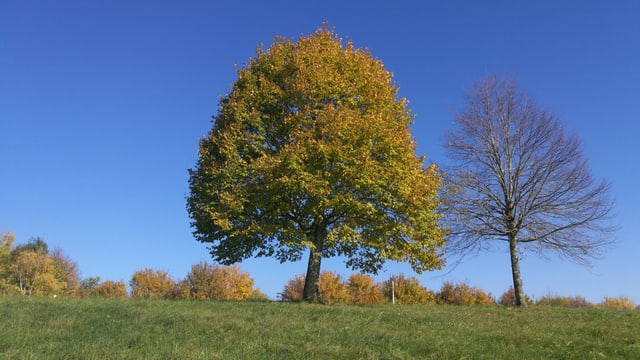 Ein Baum grün, der andere kahl. Ein Baum grün, der andere kahl.