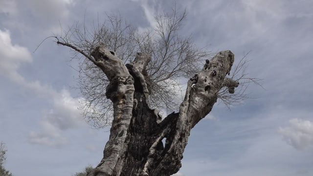 Toter Baum Toter Baum