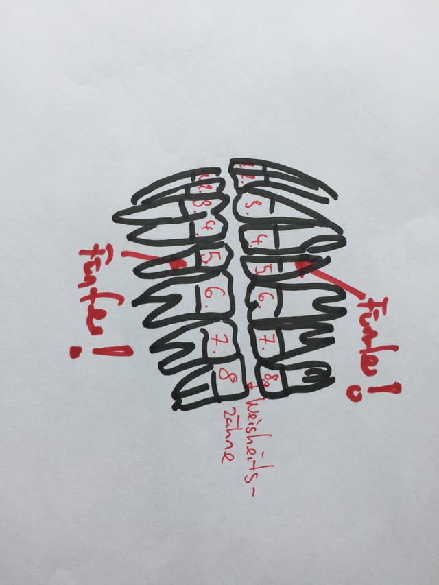 Gezeichnetes Zahnnummernschema des Ober- und Unterkiefers Gezeichnetes Zahnnummernschema des Ober- und Unterkiefers