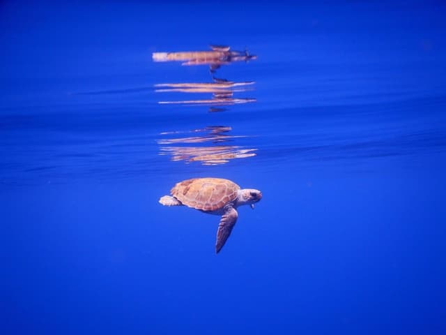 Schildkröte schwimmt im Wasser