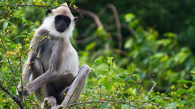 Video «Wildes Sri Lanka – Waldwelt (2/3)» abspielen Video «Wildes Sri Lanka – Waldwelt (2/3)» abspielen