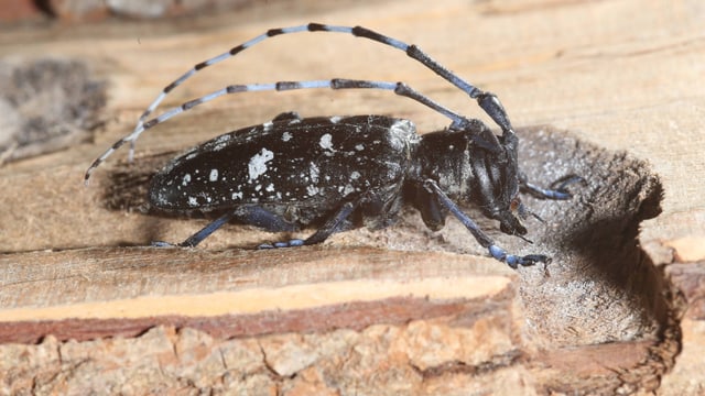Asiatischer Laubholzbockkäfer. Asiatischer Laubholzbockkäfer.