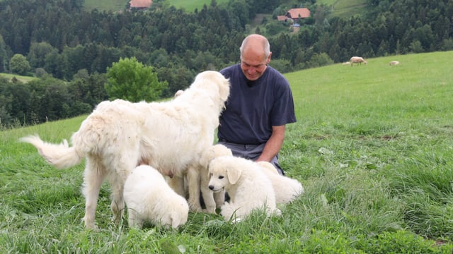 Ueli Pfister sitzt inmitten seiner Hunde. Ueli Pfister sitzt inmitten seiner Hunde.