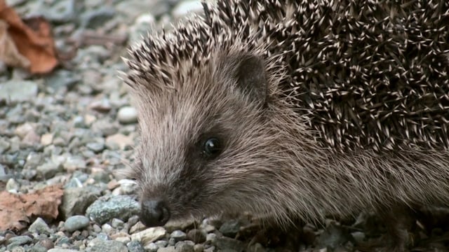 Igel Igel