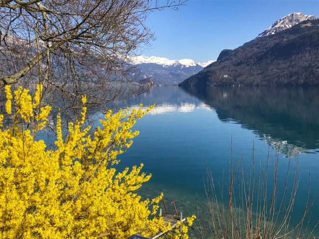 Golden leuchtender Forsitienstrauch in Oberried am Brienzersee. Dahinter der blaue See und ein wolkenloser Himmel.