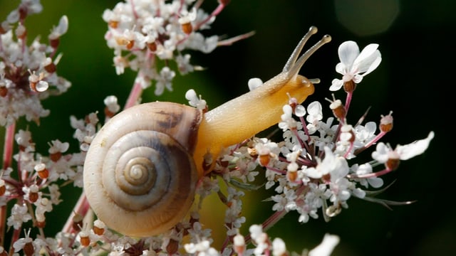 Schnecke Schnecke