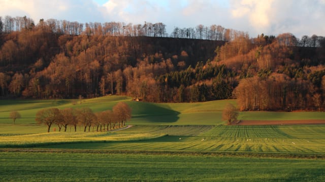 Im Limpachtal war es am Sonntagnachmittag bereits wieder grün. Im Limpachtal war es am Sonntagnachmittag bereits wieder grün.