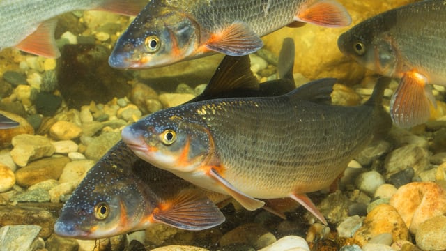 Fische Fische